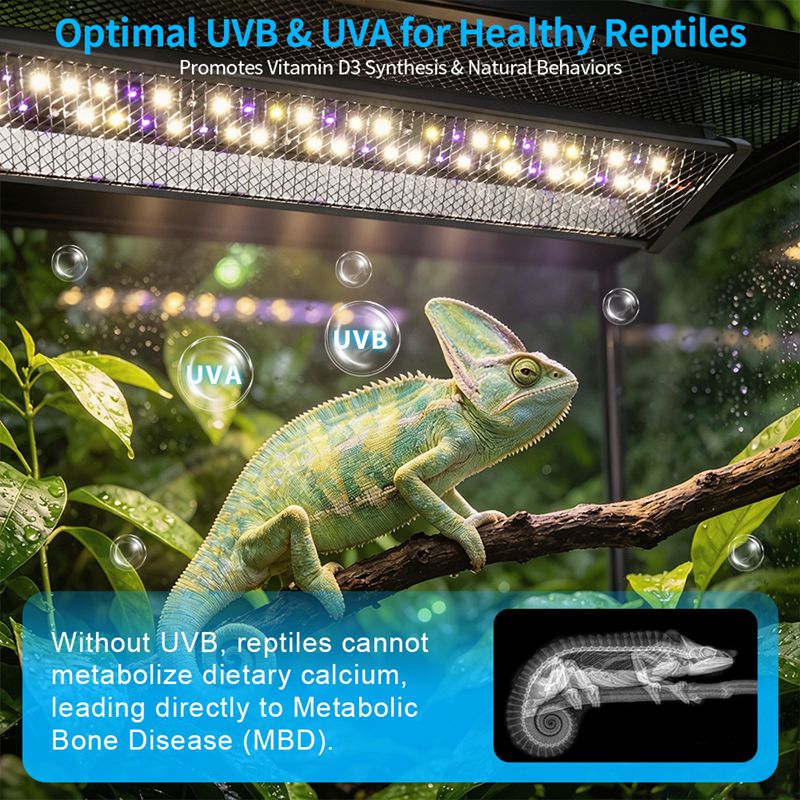 Lampe UV pour reptiles, lézard - Calcium Powder Reptile avis et prix