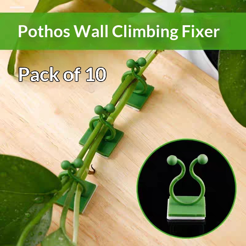 Clips de fixation murale auto- - Vine Climbing Plastic avis et prix