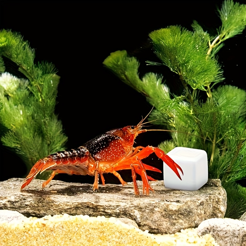 6 blocs de calcium minéral pou - Calcium Powder Reptile avis et prix
